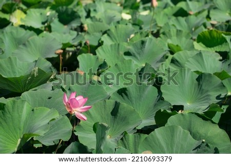 Pink lotus flower among large round leaves outdoors. Background of green leaves in the form of umbrellas with a large blooming flower.