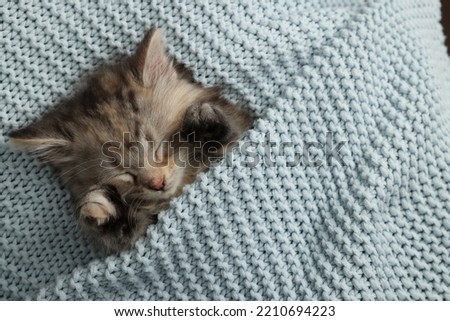 Cute kitten sleeping in light blue knitted blanket, top view