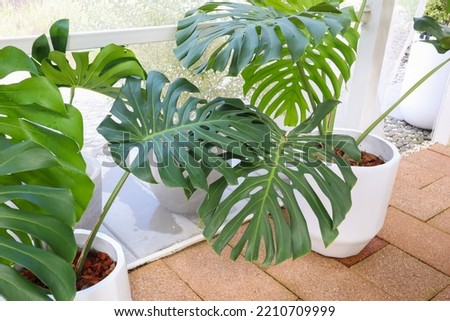 Monstera deliciosa or Swiss cheese plant in green house. Royalty-Free Stock Photo #2210709999