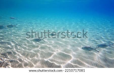 Underwater photo of Silverfish - Trachinotus ovatus                