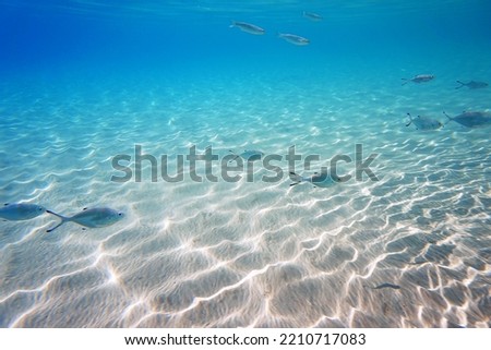 Underwater photo of Silverfish - Trachinotus ovatus                