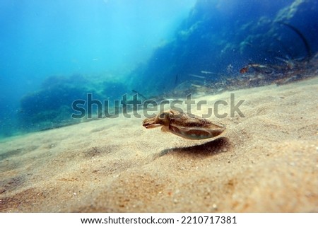 European common cuttlefish - Sepia officinalis                Royalty-Free Stock Photo #2210717381
