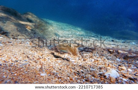 European common cuttlefish - Sepia officinalis               