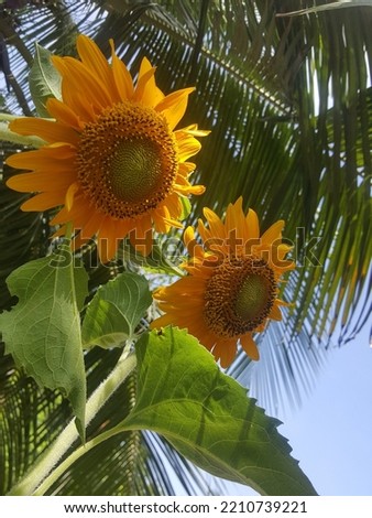 Beautiful yellow sunflower picture