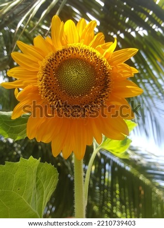 Beautiful yellow sunflower picture