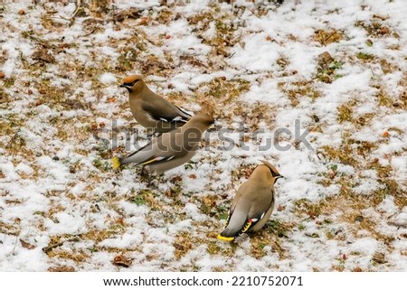 cedar waxwing searching for seeds at the first snowfall