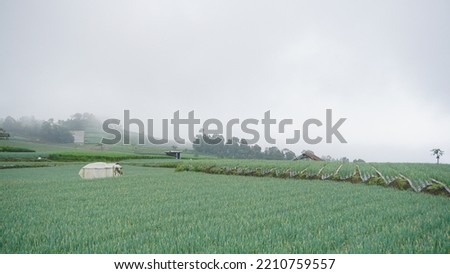 scallion plants that planted on the plantation, the leaves are green and look fresh - organic vegetable plantation - slope of Mount Sumbing