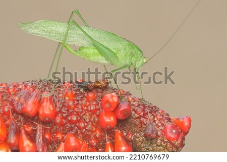 A long-legged grasshopper is foraging in anthurium fruit bunches. This insect has the scientific name Mecopoda nipponensis.