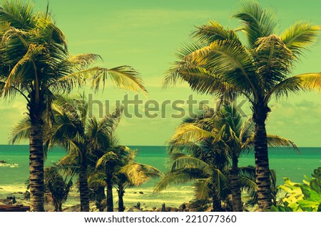 Palm trees on the beautiful sky background.