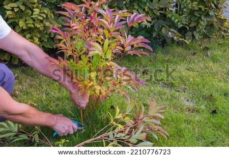Close up view of person's hands cutting peony bushes on autumn sunny day before winter. Sweden.