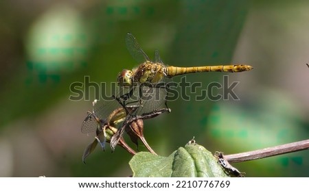 DRAGONFLY RESTING ON A FLOWER