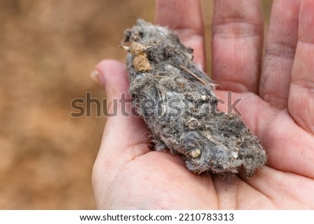 A dirty palm holding an owl pellet consisting of grey animal fur and little bones. Blurry brown background.