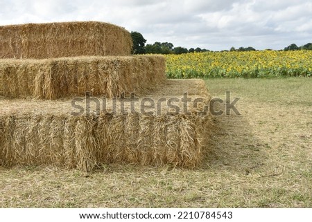 Bales of straw, large oblong shapes stacked high in steps in a field of sunflowers in late summer early autumn  keeping food stock for winter animals
