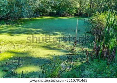 A blanket of green plants covers a pond at the Nisqully Wetlands in Washington State.