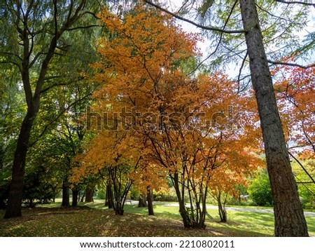 Beautiful colorful trees in the autumn park. Autumn Park.