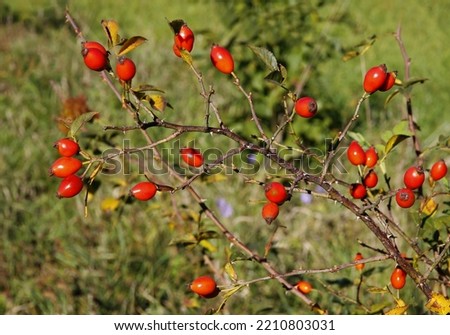 red fruits of Rosa Canina wild bush with vitamins Royalty-Free Stock Photo #2210803031