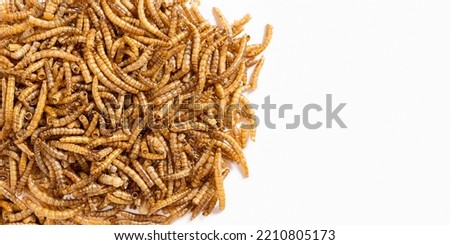 Dried mealworm for feeding hamsters, rats, mice, gerbils, hedgehogs. Banner with place for text. Meal worms are a source of protein and protein. Flat lay. Copy space.