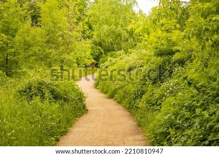 A trail in a spring forest with sunlight and shadows. Green trees and grass along the path in the nature park. Summer sunny forest landscape with bright greenery, soft focus