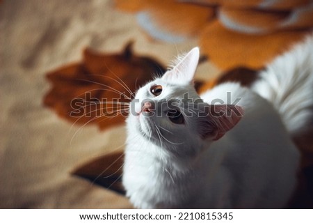 Free cute Siberian white cat image.