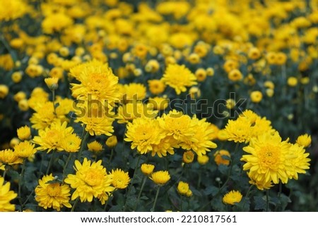 Yellow Chrysanthemum flowers in bloom. Beautiful ornamental blossoms up close. Natural scented flowerbed pattern in autumn.