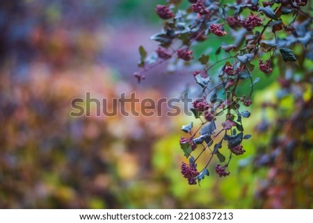 Tree branch with colorful autumn leaves close up. Autumn background. Beautiful natural strong blurry background with copyspace.