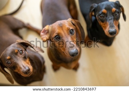 three dachshund dog looking up Royalty-Free Stock Photo #2210843697