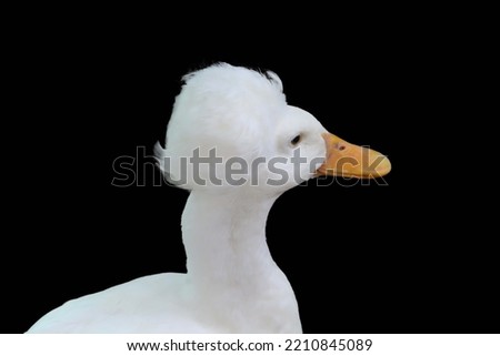 Crested bird white color jpeg 