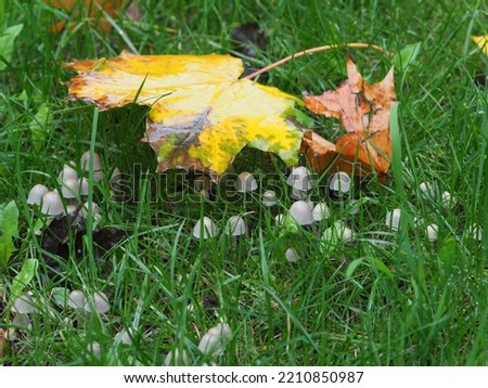 small mushrooms under fallen leaves on a park lawn in the rain