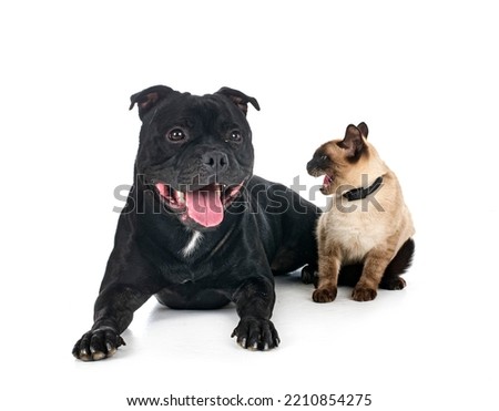 staffordshire bull terrier and cat in front of white background