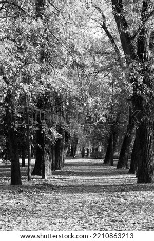 Alley with Trees in Autumn City Park. Monochrome Aesthetic Fall Landscape. 