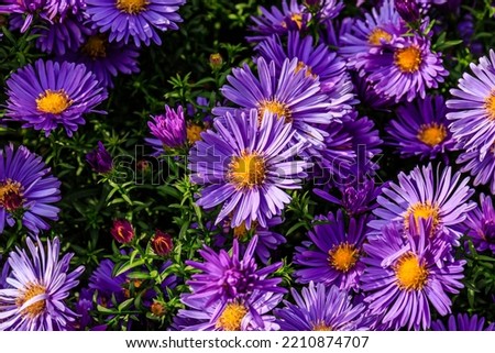 Aster dumosus Blue Lagoon ( pillows Aster ). Blue cushion asters bloom in garden. Aster novi-belgii ‘Blue Lagoon’ blossom in german park. Autumn background with blue asters flowers.