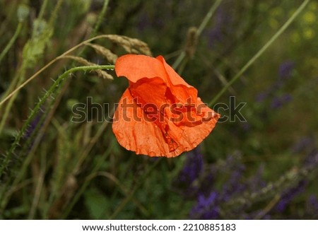 Red poppy blooming in the field in early summer.