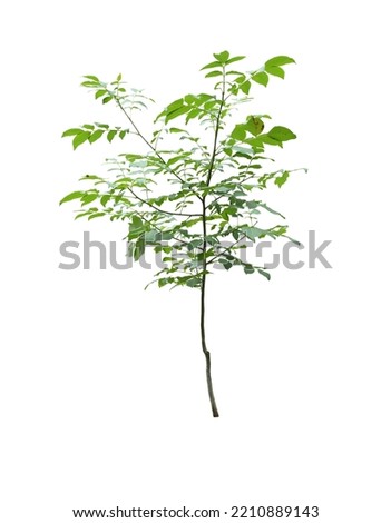 Young little tree isolated on white background