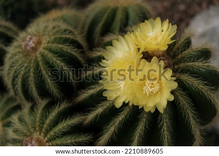 Macro photography of a flower: detail shot of a flower with background blur.
