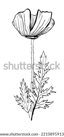 Poppy flower. Hand drawn vector sketch. Black and white line art. Botanical illustration isolated on a white background.