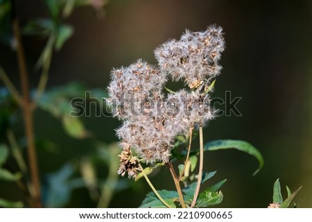 Macro photography of a flower: detail shot of a flower with background blur.