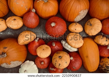 Many orange pumpkins for Halloween. Bright picture as texture for design your cards, wallpaper, poster or background.