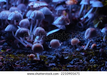 Small mushrooms toadstools. Psilocybin mushrooms under ultraviolet light. Selective focus