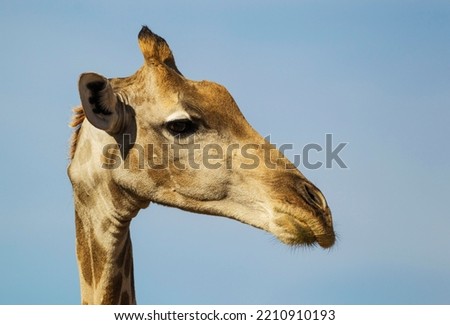 Southern Giraffe (Giraffa giraffa), female, close-up, portrait, Kalahari Desert, Kgalagadi Transfrontier Park, South Africa