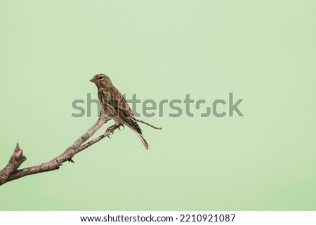 Linnet on branch of tree. Light green background. Carduelis cannabina.