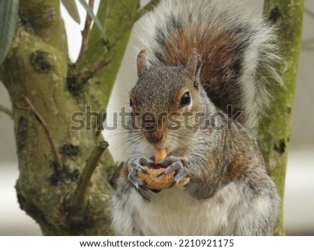 Squirrel enjoying a tasty snack.