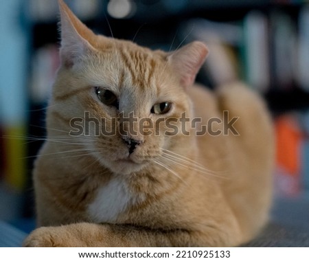 Orange cat with white neck sitting indoors with eyes open