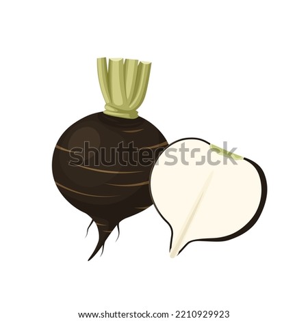 Vector illustration, black radish isolated on white background. Royalty-Free Stock Photo #2210929923