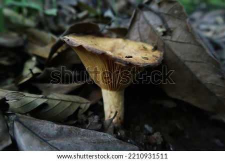 Milk cap mushroom on forest floor or jamur lactarius                               
