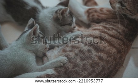 a kitten is nursing to its mother in front of someone who lives in Sampang, East Java