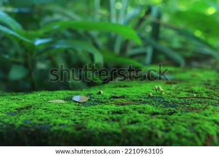 Integrity of the forest, national park. Beautiful green moss on the floor, moss close-up, macro. Beautiful background of moss with sunlight Royalty-Free Stock Photo #2210963105
