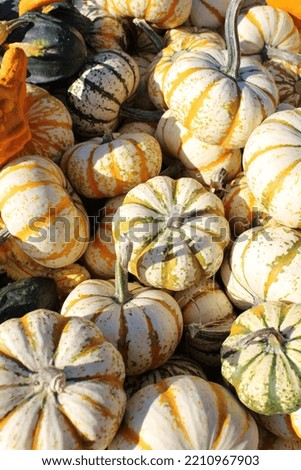 pile of mini fall colored gourds. 
