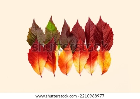 Autumn square pattern of fall leaves on pastel beige background, autumnal tone red yellow green gradient color, group leaves of Virginia Creeper. Top view creative autumn idea of fallen natural leaf