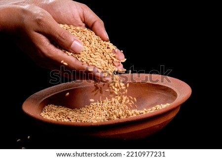 Young woman harvesting and pouring rice seeds into a clay pot,sri lanka. Royalty-Free Stock Photo #2210977231