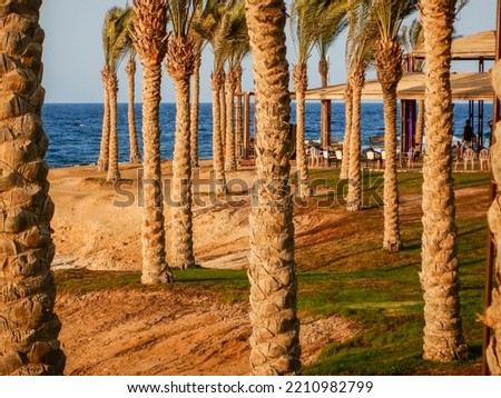 lot of palm trees at the beach with blue sea in egypt